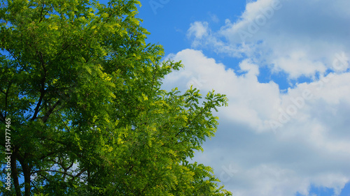 green tree and sky
