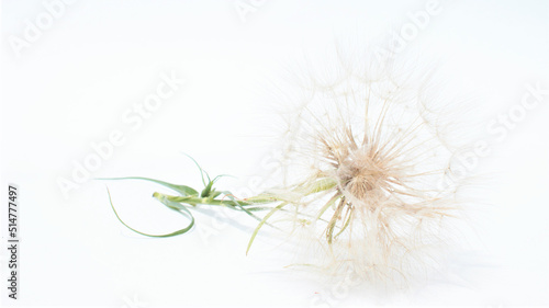 Airy dandelion flower isolated on white background. Flat lay  top view. 