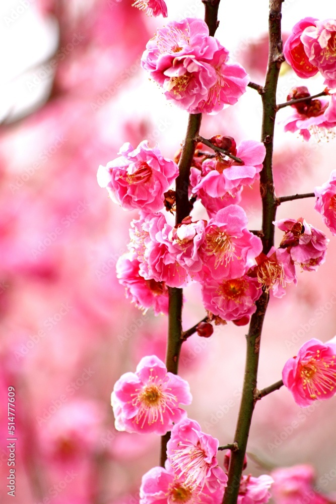 Obraz premium 北野天満宮