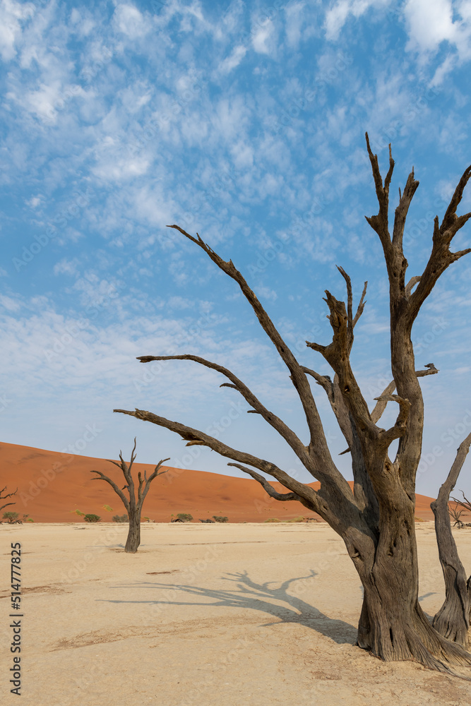 Early morning solitude at sunrise, surrounded by red sand dunes, with a dead tree, an acacia, in the clay pan of Deadvlei, Namibia, Africa.