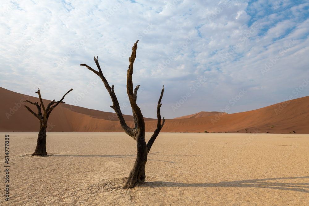 Early morning solitude at sunrise, surrounded by red sand dunes, with a dead tree, an acacia, in the clay pan of Deadvlei, Namibia, Africa. Early morning solitude at sunrise, surrounded by red sand dunes, with a dead tree, an acacia, in the clay pan of Deadvlei, Namibia, Africa.