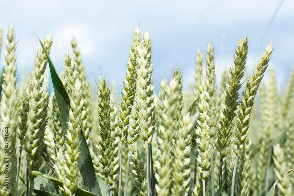 wheat field against the blue sky close-up wheat field against the blue sky close-up