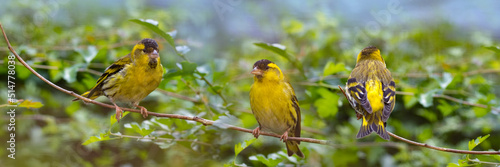 The Eurasian siskin (Spinus spinus)  birds photo