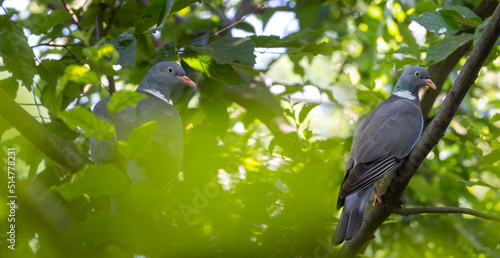 The common wood pigeon or common woodpigeon (Columba palumbus) in the forest