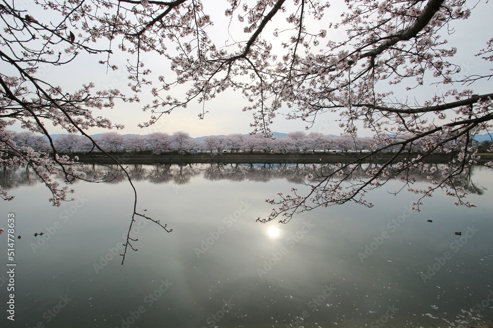 Obraz premium 桜