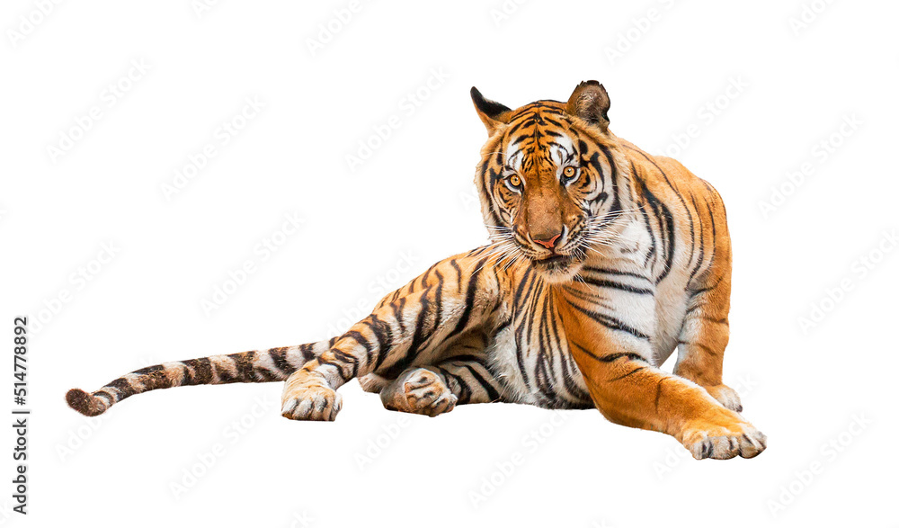 Obraz premium royal tiger (P. t. corbetti) isolated on white background clipping path included. The tiger is staring at its prey. Hunter concept.