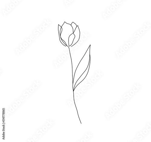 Vector isolated pretty tulip one line single line flower blossom colorless black and white contour line drawing #514778865