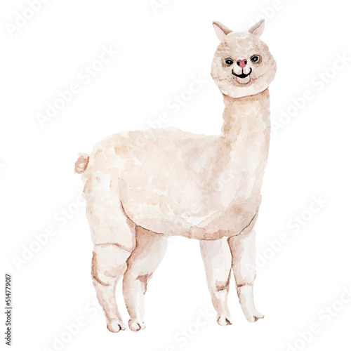 Alpaca lama vector imitation watercolor