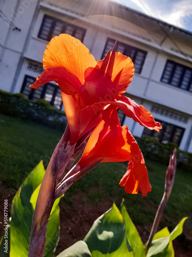 A beautiful orange lily in the garden