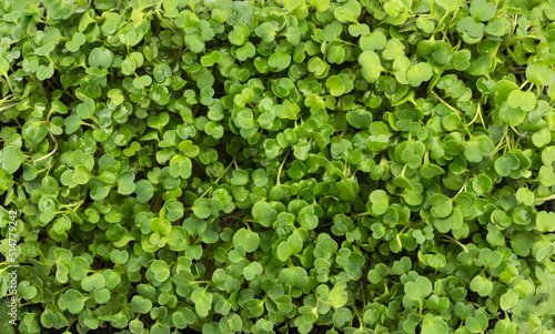 Micro green sprouts background. design element for pictures about healthy eating