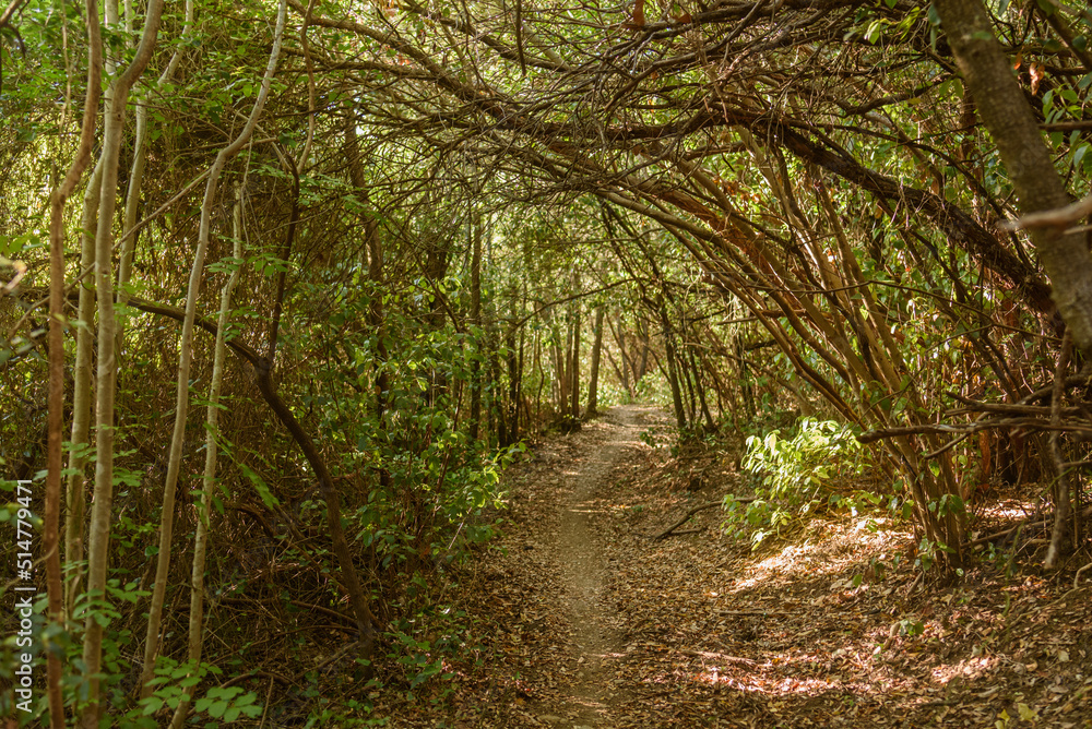 Obraz premium Pfad im Wald der Macchia della Malagona bei Sonnenschein am Abend