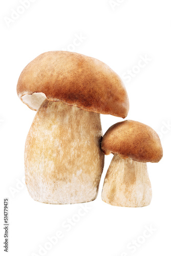 large and young porcini Boletus edulis king bolete mushrooms isolated on a white
