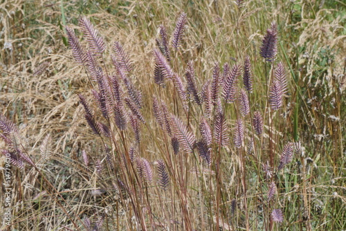 Purple spikelets of field cereal in a wild field.