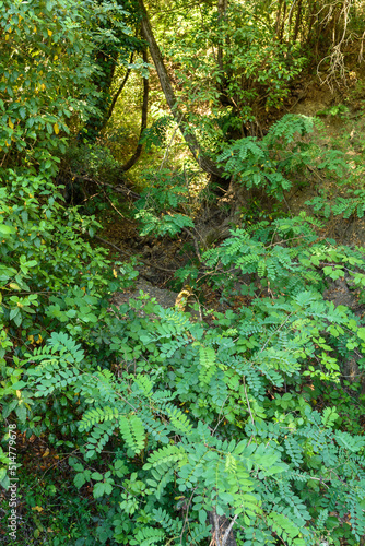 Trockenes Bachbett bewachen in der Macchia della Magona