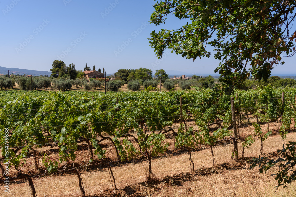 Weinberg in der Toskana bei Bolgheri im Sommer bei Wolken und blauem Himmel und Olivenbäume und Hügeln Weinberg in der Toskana bei Bolgheri im Sommer bei Wolken und blauem Himmel und Olivenbäume und Hügeln