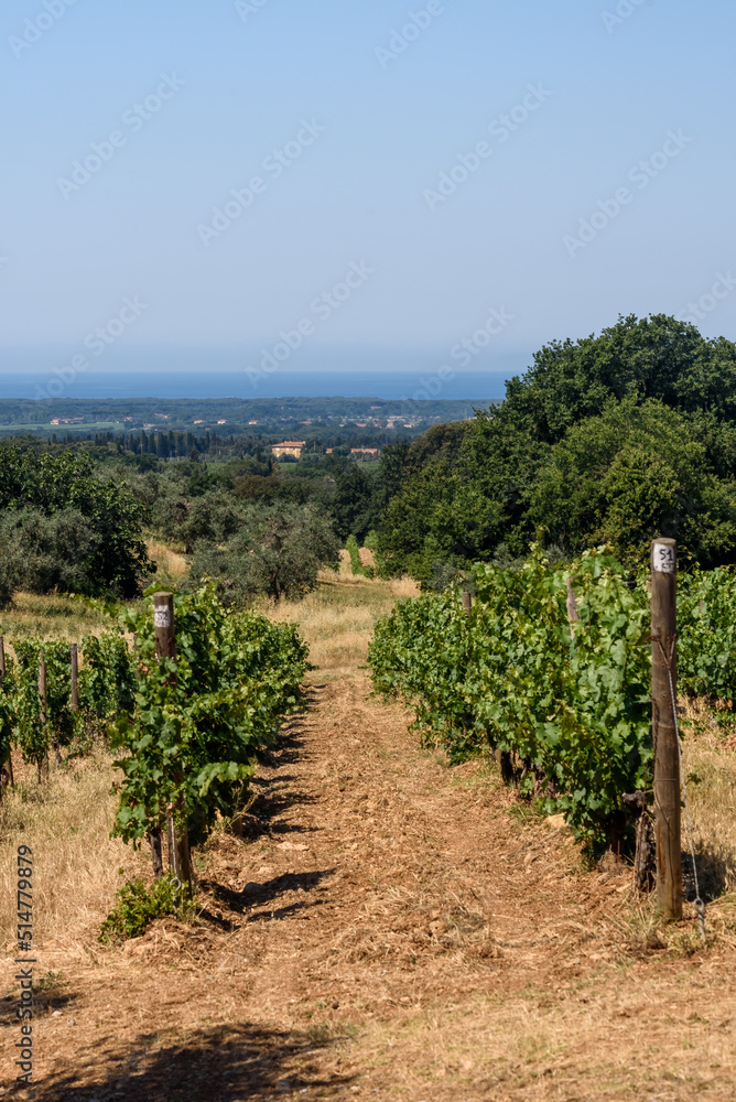 Weinberg in der Toskana bei Bolgheri im Sommer bei Wolken und blauem Himmel und Olivenbäume und Meer im Hintergrund