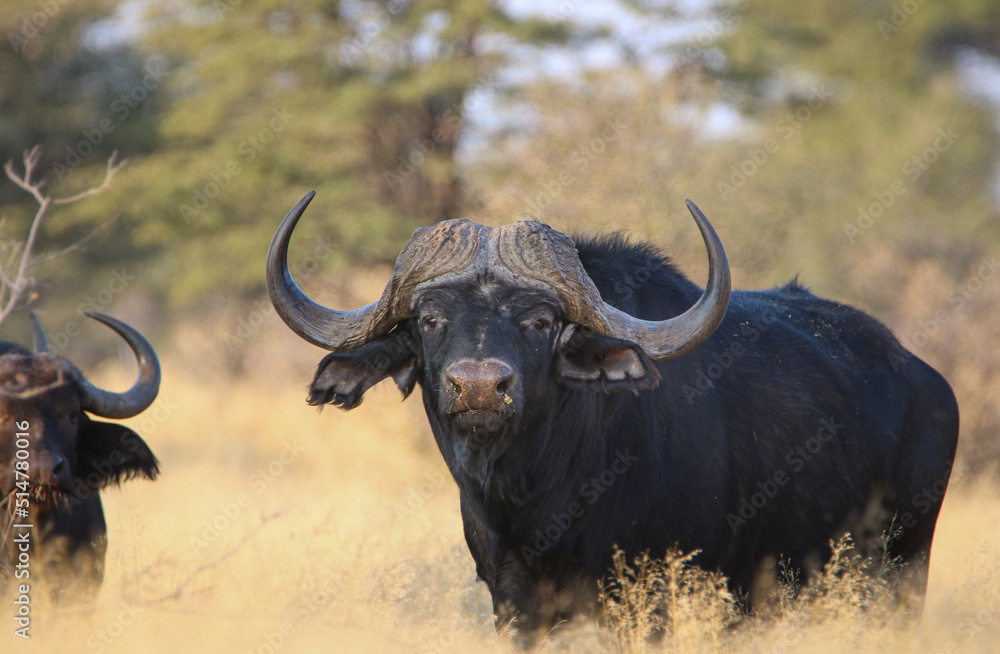 Cape or African buffalo bull, game farm, South Africa Cape or African buffalo bull, game farm, South Africa
