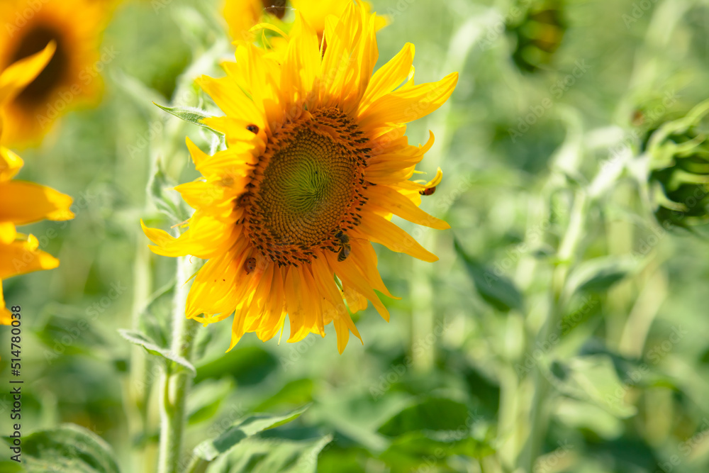 Field with a blooming sunflower in Eastern Europe Field with a blooming sunflower in Eastern Europe