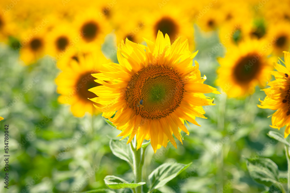 Field with a blooming sunflower in Eastern Europe 