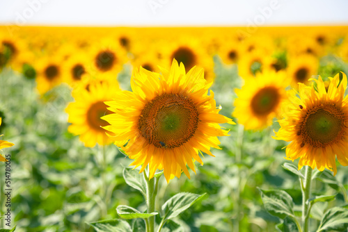 Fototapeta Naklejka Na Ścianę i Meble -  Field with a blooming sunflower in Eastern Europe 