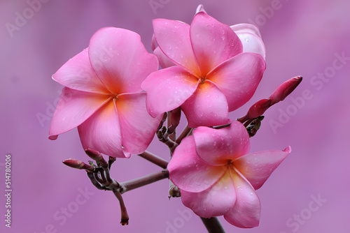 Photography The beauty of the frangipani flowers in bloom with refreshing dew drops