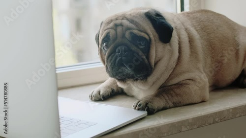 Cute dog pug with a laptop on the windowsill