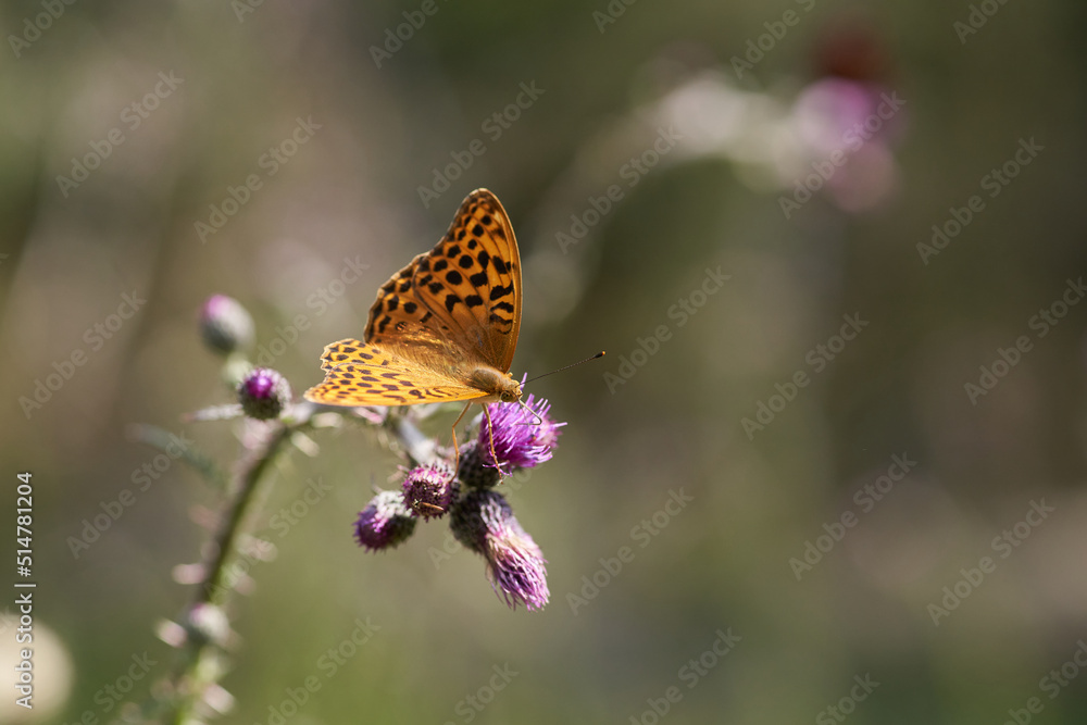 Obraz premium Silver-washed fritillary macro selective focus