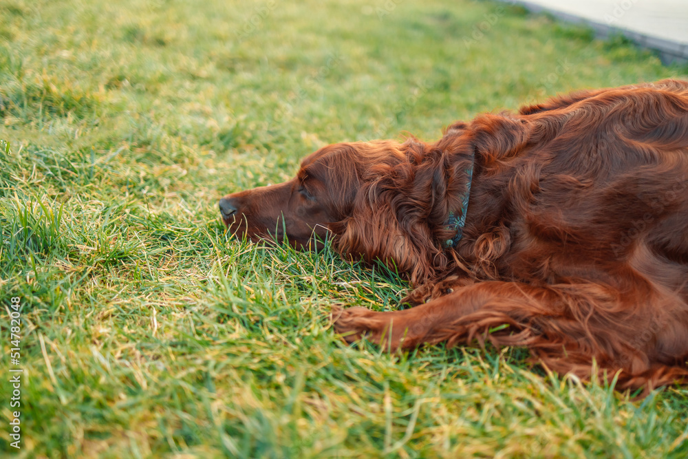 A sleeping adorable red Irish setter dog on a green lawn in the shade. 