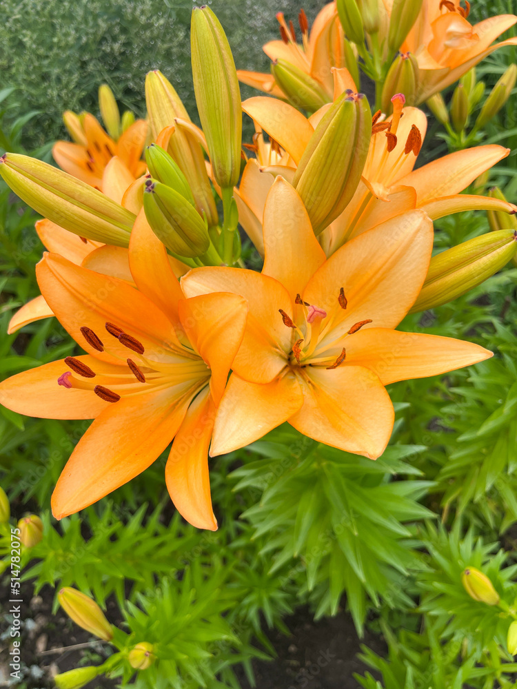 Close-up of the bulbous lily (Lilium Bulbiferum) Close-up of the bulbous lily (Lilium Bulbiferum)