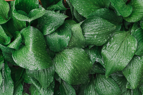 Close-up of large green leaves in the rain