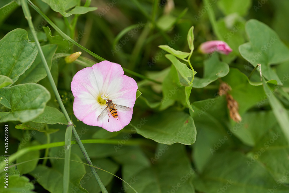 Field bindweed (Convolvulus arvensis) blossom macro Field bindweed (Convolvulus arvensis) blossom macro