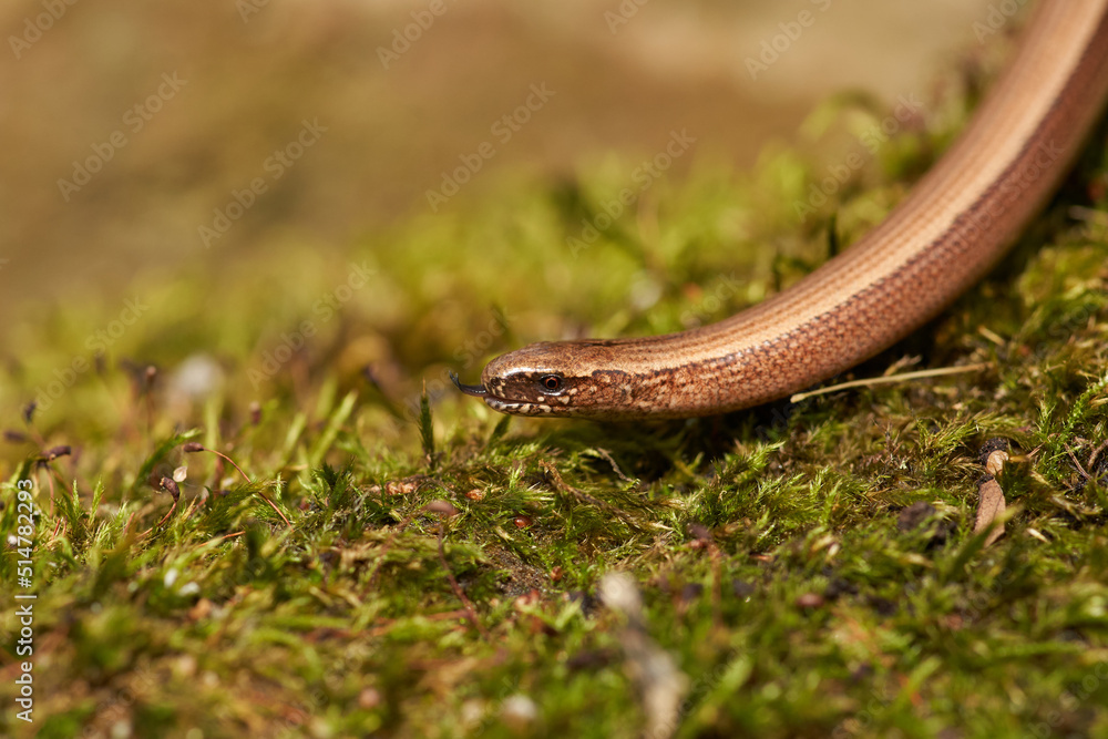 Slow worm (Anguis fragilis) macro Slow worm (Anguis fragilis) macro