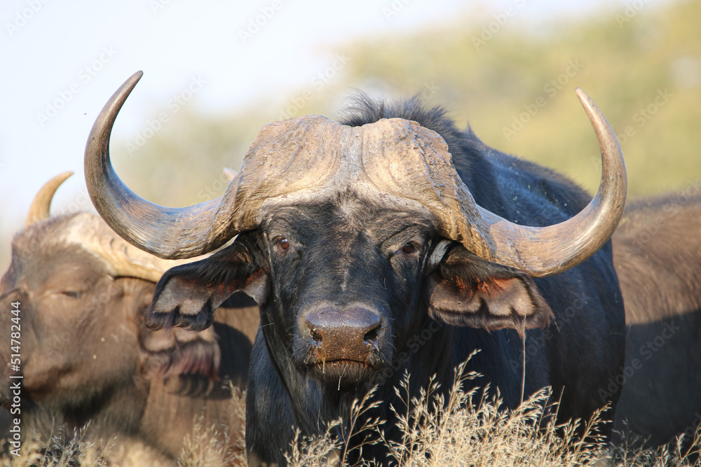 Naklejka premium Cape or African buffalo bull, game farm, South Africa