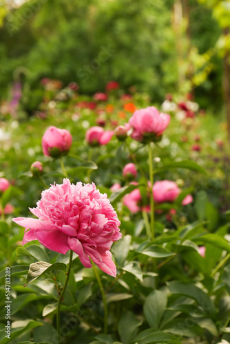 Beautiful peony plants with pink flowers outdoors. Space for text © New Africa