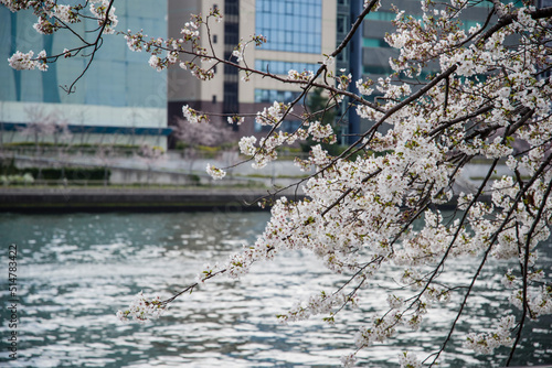 Wallpaper Mural 毛馬桜ノ宮公園（大阪府大阪市）の桜並木 Torontodigital.ca