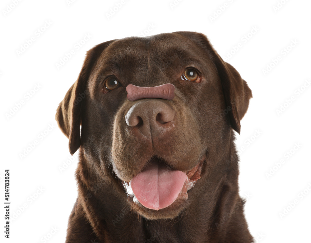 Adorable dog with bone shaped cookie on nose against white background