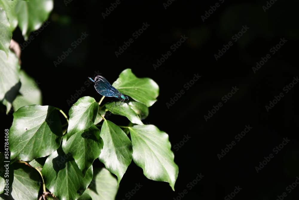 Une libellule sur une feuille verte Une libellule sur une feuille verte
