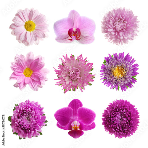 Set with different beautiful flowers on white background © New Africa