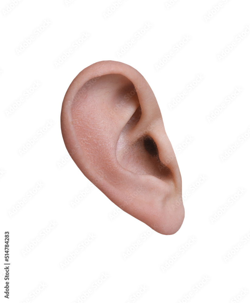 Fototapeta premium Human ear isolated on white. Organ of hearing and balance
