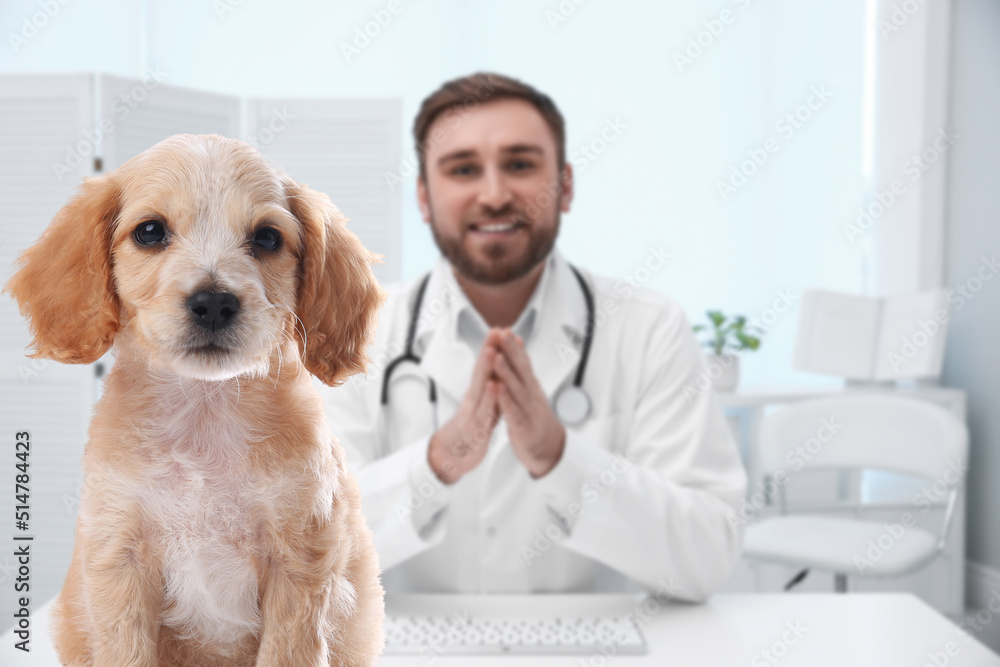 Veterinarian doc with adorable dog in clinic