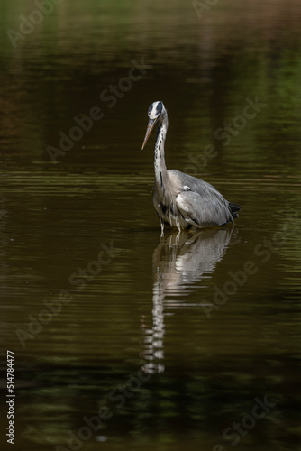 Paris, France - 07 02 2022: A gray heron fishing in the lake of Park des Buttes-Chaumont