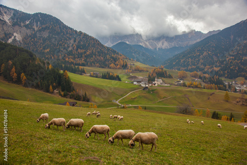 Autumn Colors in the Val di Funes, Trentino Alto Adige, Bolzano Italy