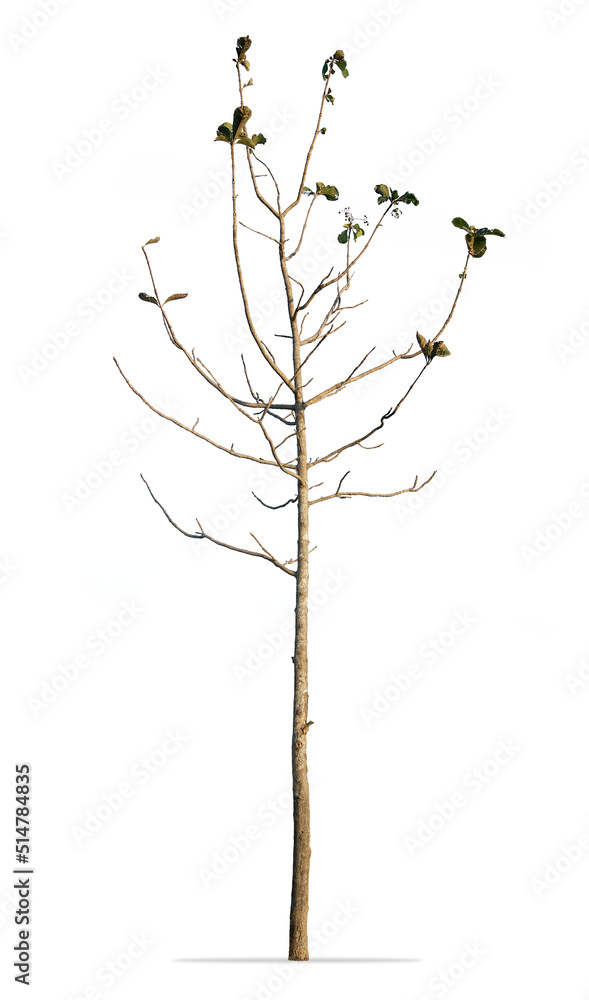 Teak tree isolated on white background Teak tree isolated on white background