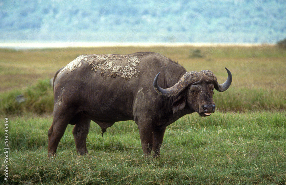 Buffle d'afrique, syncerus caffer, Parc national du Serengeti, Tanzanie Buffle d'afrique, syncerus caffer, Parc national du Serengeti, Tanzanie