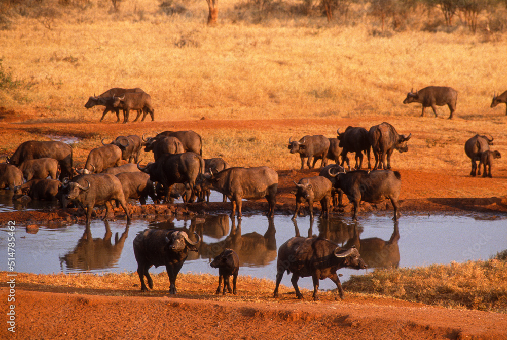 Obraz premium Buffle d'Afrique, Syncerus caffer, Parc national du Tsavo, Kenya