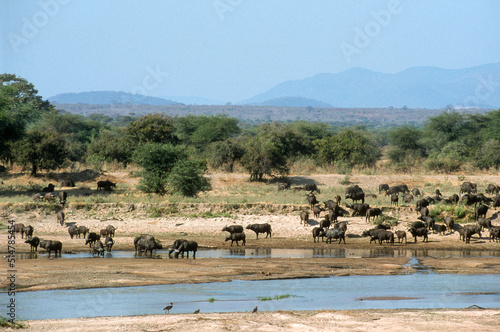 Buffle d'afrique, syncerus caffer,  Parc national du Ruaha, Tanzanie photo