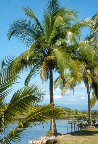 Cocotier, noix de coco, cocos nucifera, Ile de la Digue, Seychelles