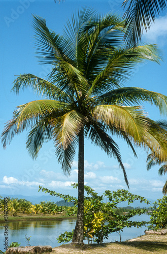 Cocotier  noix de coco  cocos nucifera   Ile de la Digue  Seychelles
