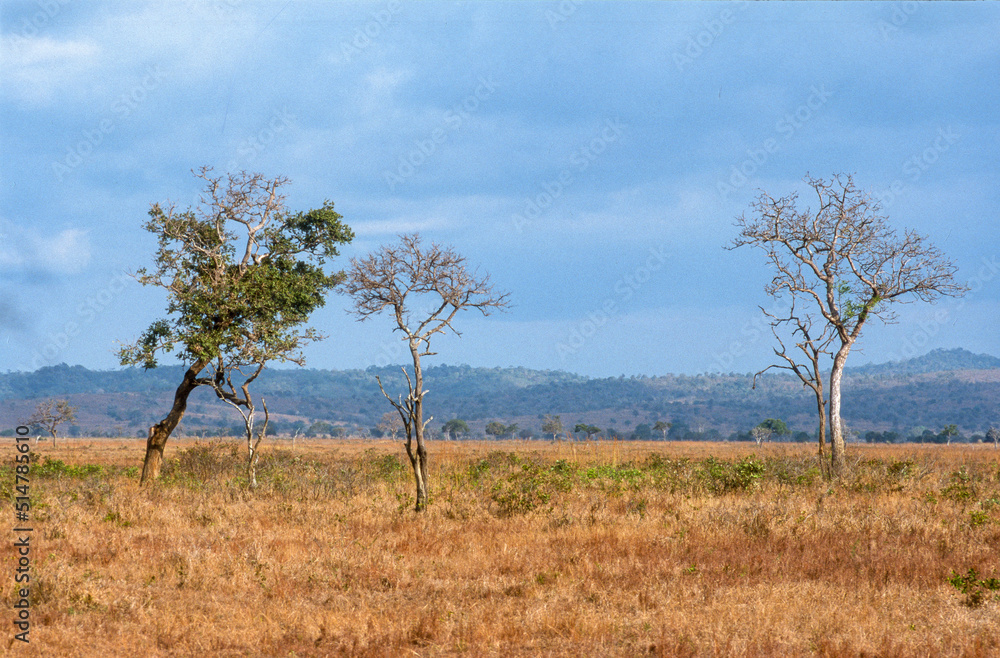 Parc national du Mikumi, Tanzanie