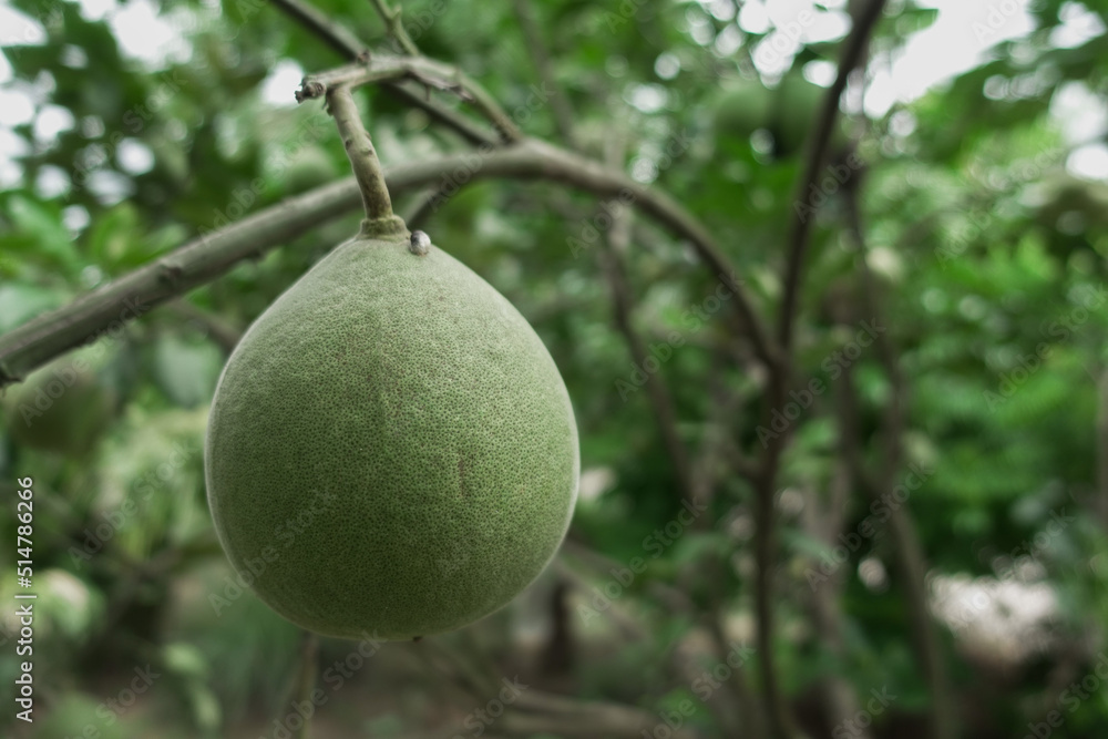 Organic pamelo fruit on tree in garden farm, tasty sweet pamelo or grapefriut on blurred green leat on tree. Organic pamelo fruit on tree in garden farm, tasty sweet pamelo or grapefriut on blurred green leat on tree.